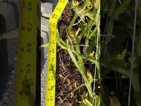 3 Week Cucumber Vine Growth