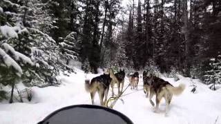 preview picture of video 'Dog Sledding in Montana!'