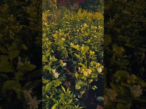 "Blooming in White: A Floral Journey".   beautifull flowers