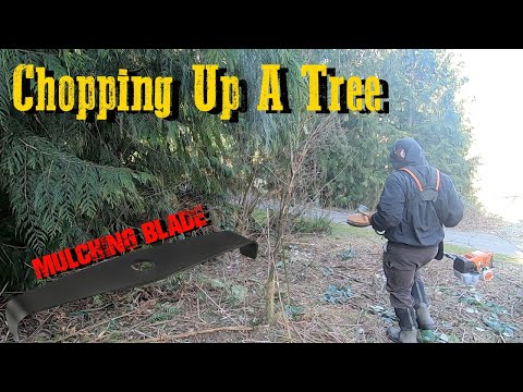 BG Tool Mulching Blade vs Tree & Branches | Stihl FS-131 #BrushCutter #Landscaping