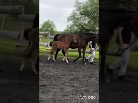 ✨Havanna✨ High Level-Stedinger-Levantos I, Stutfohlen, geb. 22.04.2021