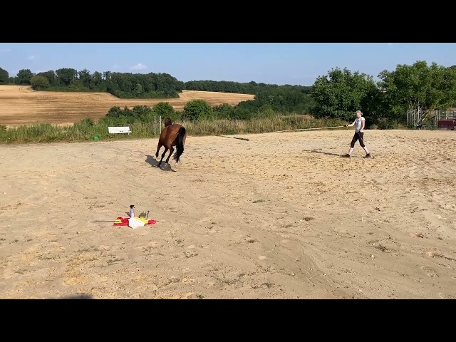 Jument de 4 ans, belles allures, id&eacute;ale amateur
