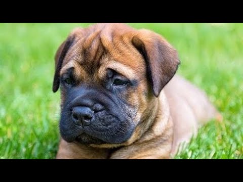 Beautiful Bull Mastiff Dog Best Clips 🐕🐕 #shorts #bullmastiff
