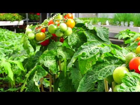 Pirig Gartencenter YouTube-Vdeominiatur 15