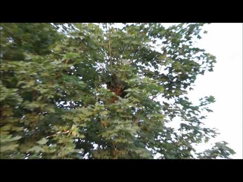 Méhek a kert végében