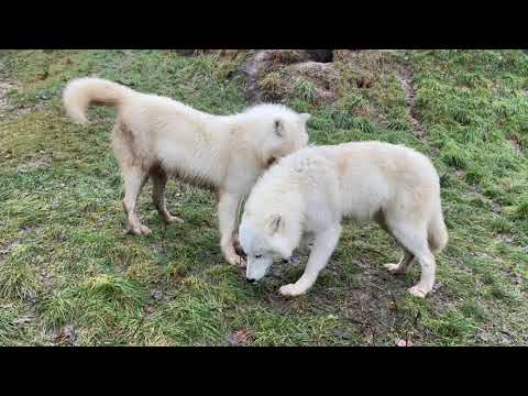 Pomozme zvířatům v ZOO Tábor