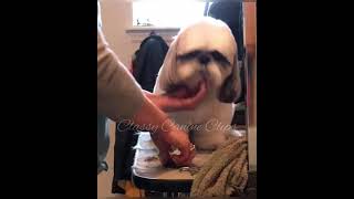 Shihtzu Grooming