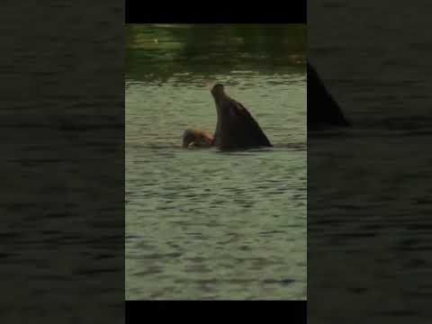 #eagle attack#animal world