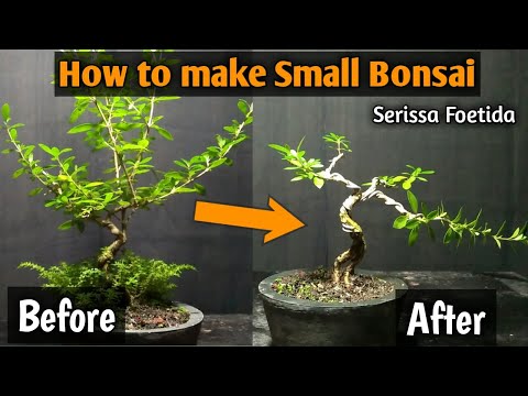 , title : 'How to make Small Bonsai || SERISSA FOETIDA BONSAI'