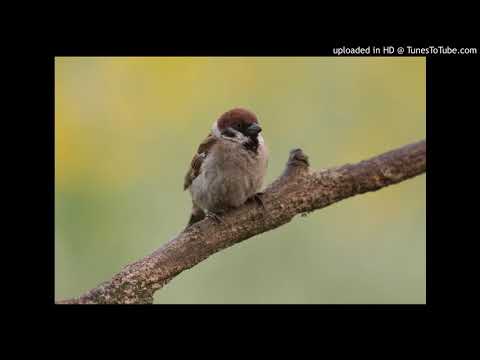 Vogelfamilie: Nichtsperlingsvögel vs. Sperlingsvögel