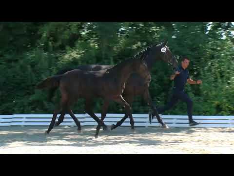 Große Bohne, Fürstenball-Weltmeyer-Prince Thatch xx