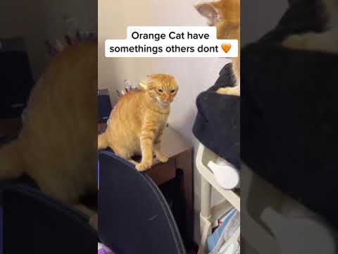 #cat #short An over one of orange cats 藍 The one with the lion got me 藍  #oran