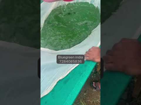 Organic Spirulina Powder