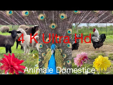 Animale domestice pasari gaini pui oi curcani pauni