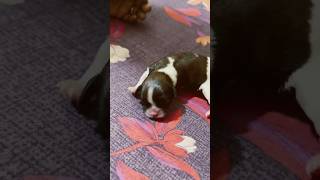 Download lagu First baby Ola ole # Shih Tzu  new porn baby@manjuchetri mp3 Download lagu First baby Ola ole # Shih Tzu  new porn baby@manjuchetri mp3