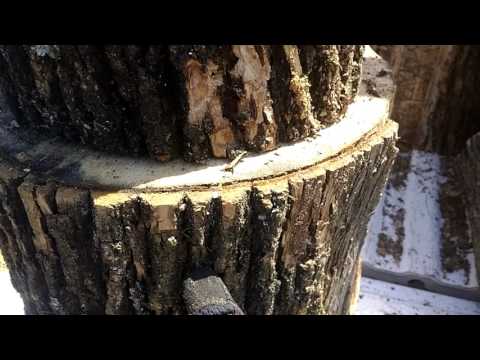How an Emerald Ash Borer Kills an Ash Tree
