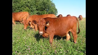 "No Stress" sorting young bulls in the pasture from cow mob.