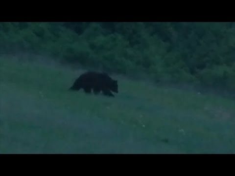 Nem félnek a medvétől Rudabányán