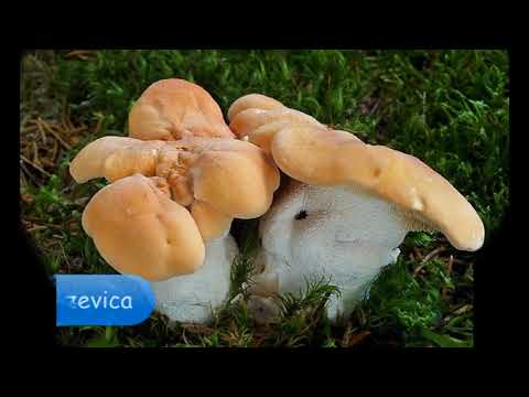 Jestive gljive sa Kozare