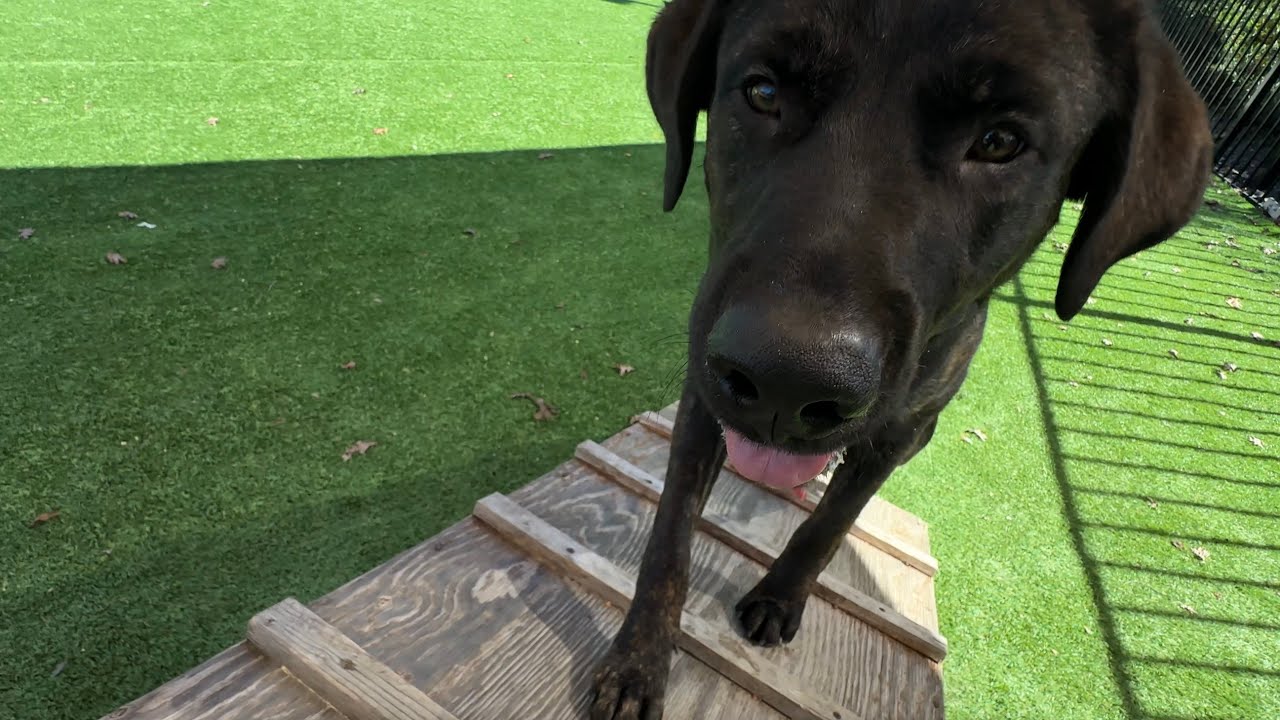 Enlarge Finley, a ADOPTABLE mixed breed in Dublin, CA video 6/6