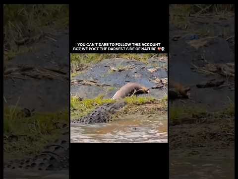 YOU CAN'T DARE TO FOLLOW THIS ACCOUNT, BCZ WE POST THE DARKEST SIDE OF NATURE 💀