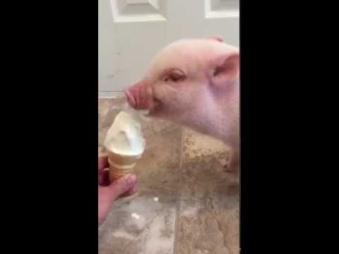 ไอศกรีมมะม่วง