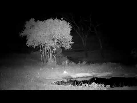 Djuma: White-tailed Mongoose and Scrub Hares - 19:27 - 12/16/2022