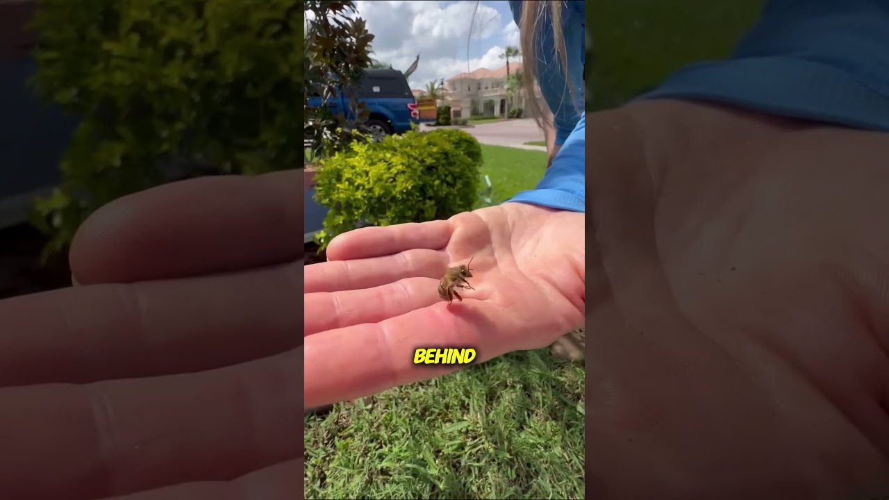 Why a Bee Dies After It Stings You #viralvideo #funny #viral