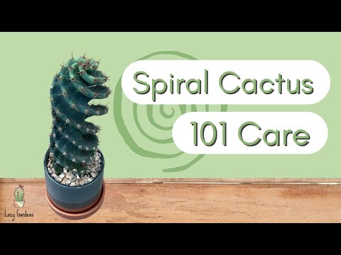 How to Care for the Spiral Cactus | Cereus forbesii spiralis 101