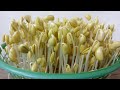 How To Easily Make Bean Sprouts From Soybeans