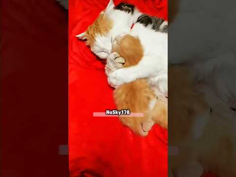 Mom is everything on this earth🙂‍↔️🥹 #nasky #cat #cute #animals #pets #foryou