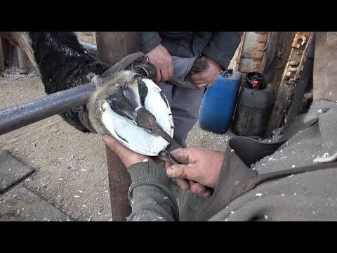 Domnul potcovar Ion in actiune, Cristian, Sibiu - Impreuna cu Nelutu, Caffa si Nicu 2019 Nou!