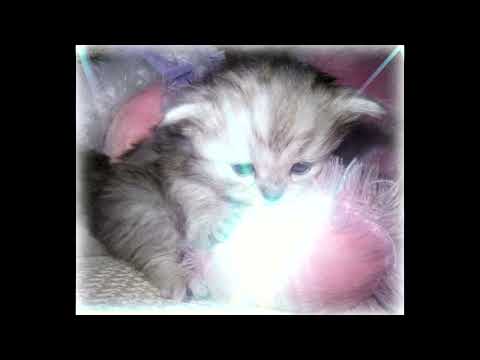 [free] amir.pr0d + new jazz + fendiglock type beat