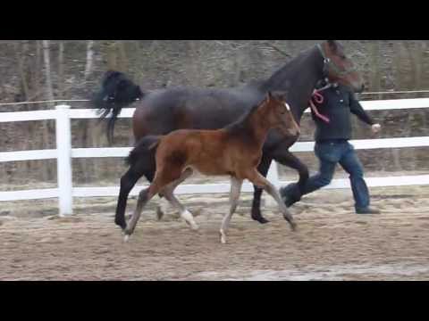 www.reitschule-sandbrink.de FOR COMPLIMENT - LORD LOXLEY foal Dressage