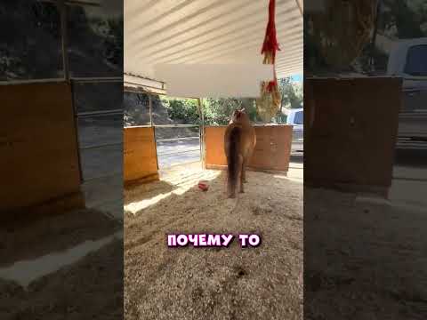 конь действительно ревнует 😅 #shorts #юмор #смех