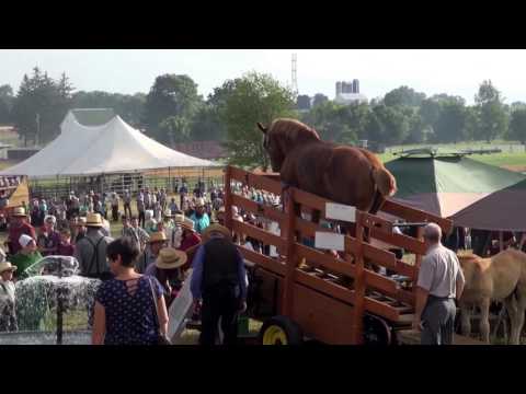 Horse Progress Days 2017