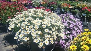 Suntory Flowers at the Sawaya Trial Gardens in Canada