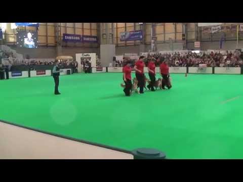 Crufts 2015 Obreedience - Nova Scotia Duck Tolling Retriever - Heelwork