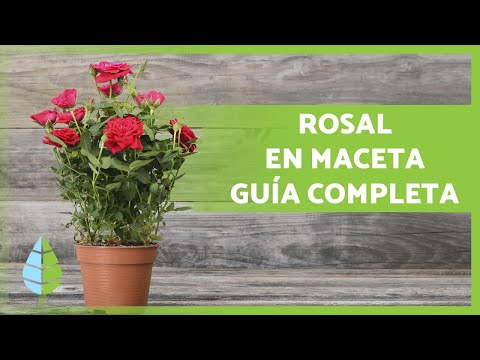 CARE FOR POTTED ROSE BUSHES 🌹 Pruning, fertilizing, substrate, watering, and more!