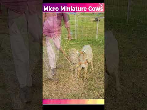 , title : 'Miniature cows #youtube #cow #minicow #marvel  #animals #video'