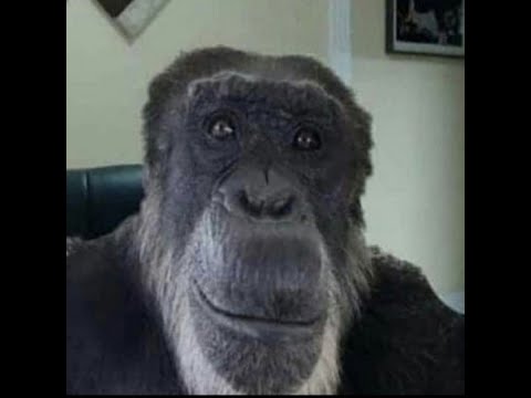 Xz 72 - 68 MfAS | MTA WFF CW