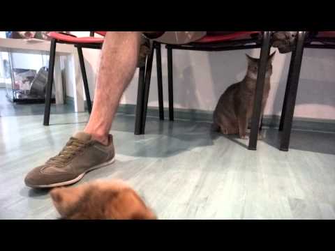 Simba jugando con un gato en el veterinario