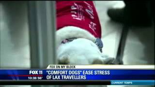 LAX PUP program therapy dog launch