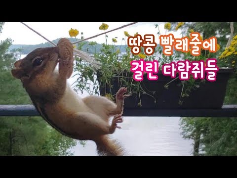 [ENG] 땅콩빨래줄에 걸린 다람쥐들 Chipmunk Hanging On Peanut String Video