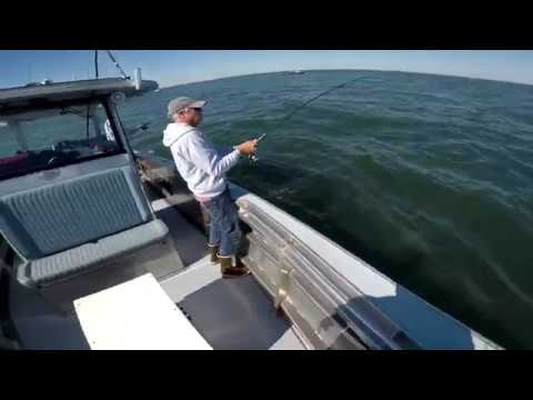 Full Boat Review - Metal Shark 32 Fearless Followed by Albie Fishing!