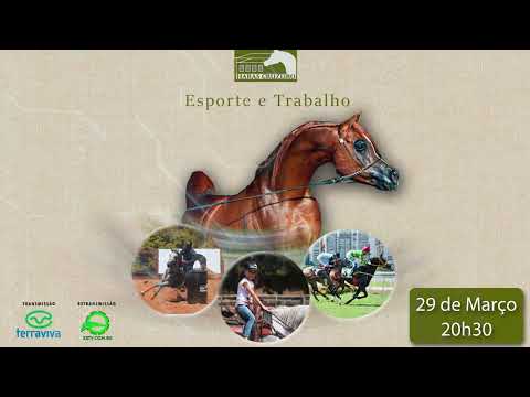 Leilão Haras Cruzeiro Trabalho e Esporte
