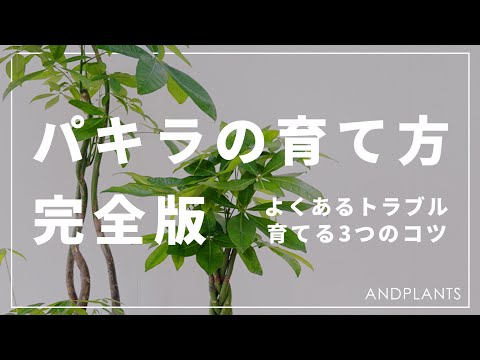 パキラフラワーの作り方 ホームメンテナンス