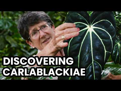 The Daring Discovery of the Hottest Plant On the Market | Anthurium Carlablackiae