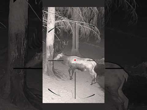 Deer hunting | Caccia al cervo | Chasse au cerf