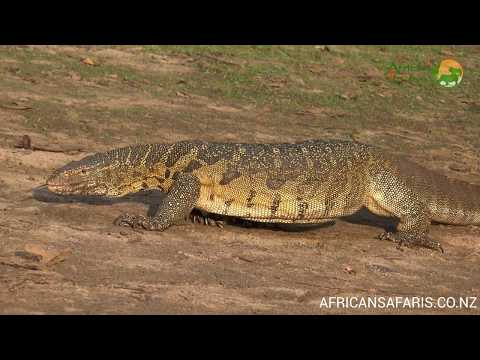 Nile Monitor Lizard - Africa's largest lizard
